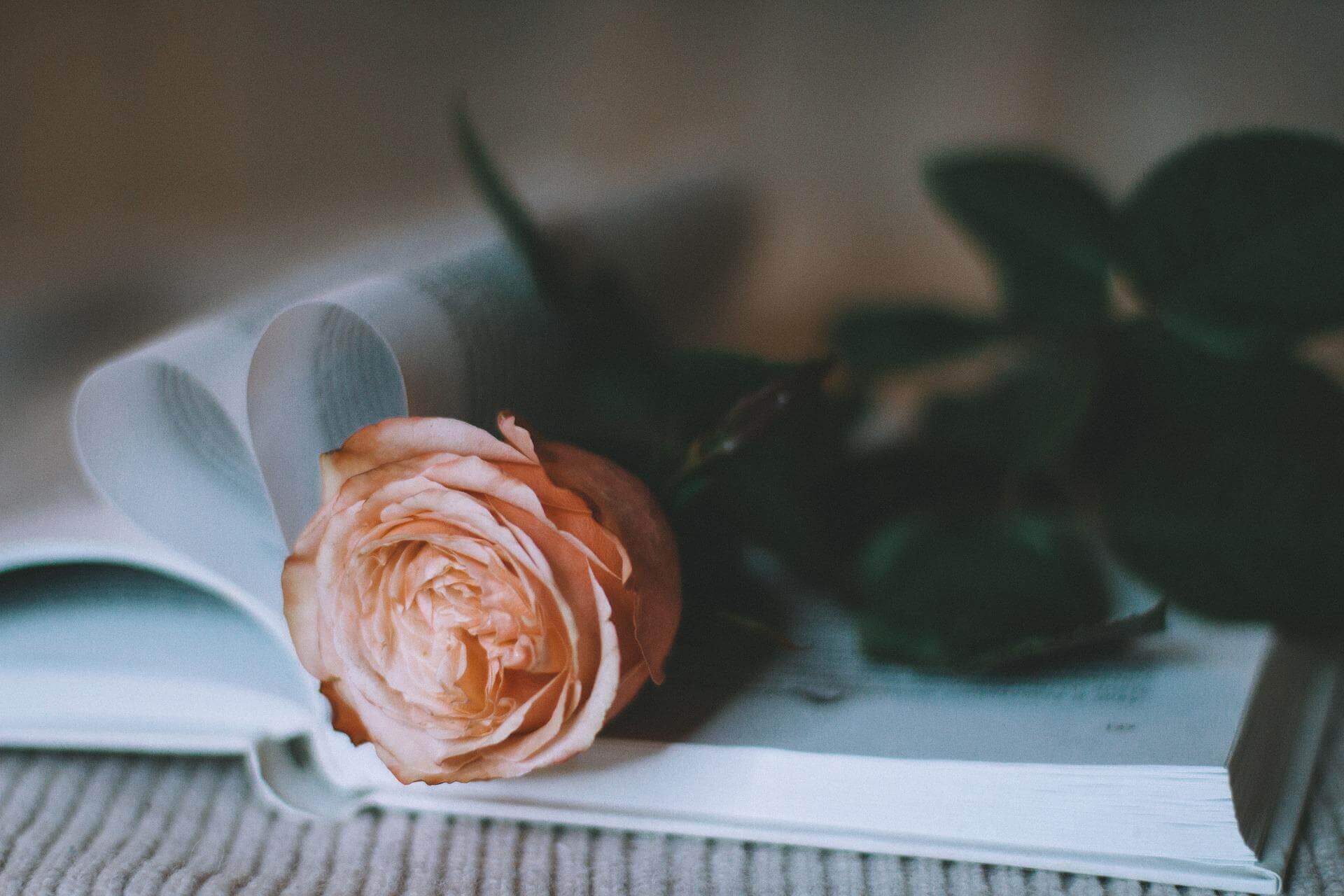 A rose in soft light, representing the ICMG Sisters Youth group.